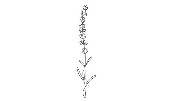 Animated Lavender Flowers Animation: Motion Graphics for Modern Branding