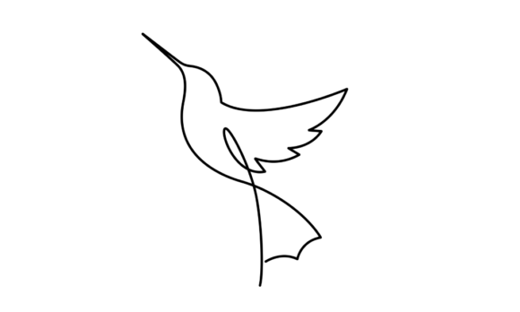 Animated One Line Drawing of Hummingbird: Motion Graphics Guide