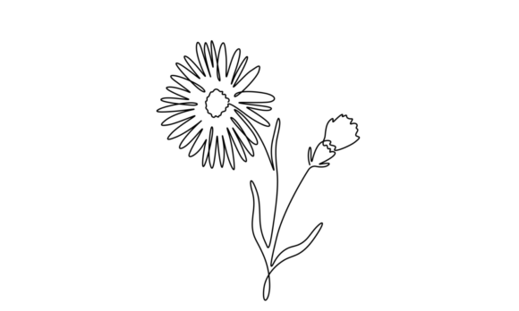 The Graceful Motion of Aster Flower Animation